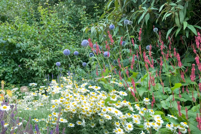 Lush garden beds designed with flowering plants and layered greenery